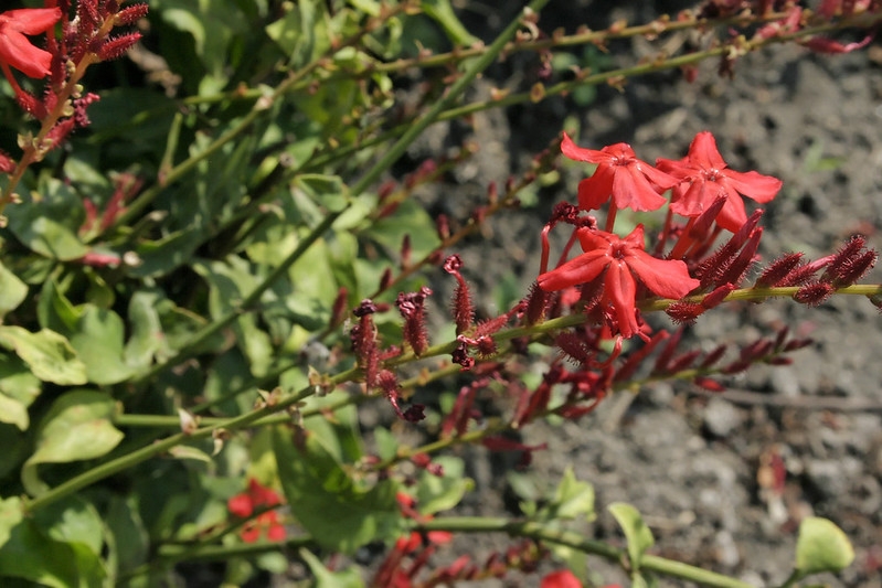 Red, phlox-like flowers in a spike