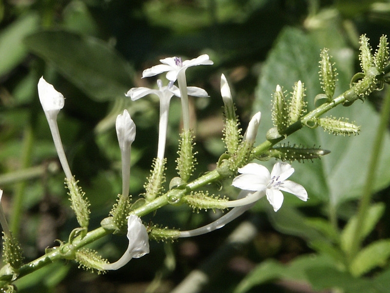 White, phlox-like flowers. Large glandular hairs on calices.