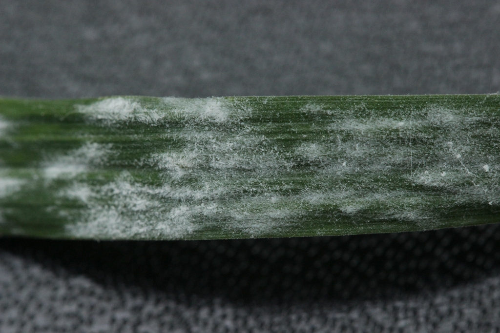 Close-up photo of a leaf blade with mildew infection.