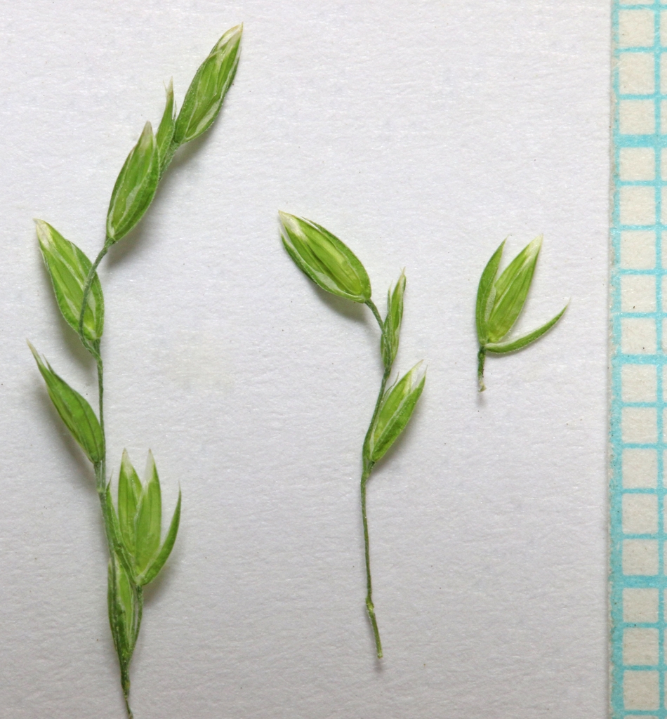 Spikelets detached and arranged on a white background.