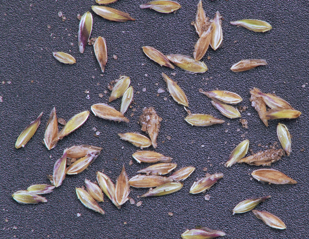 Poa annua fruits (seeds)