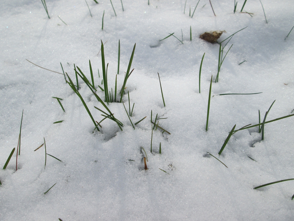 Poa annua in snow