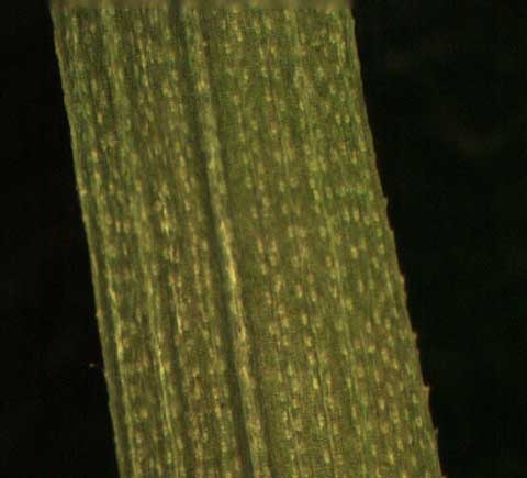 Poa annua L.