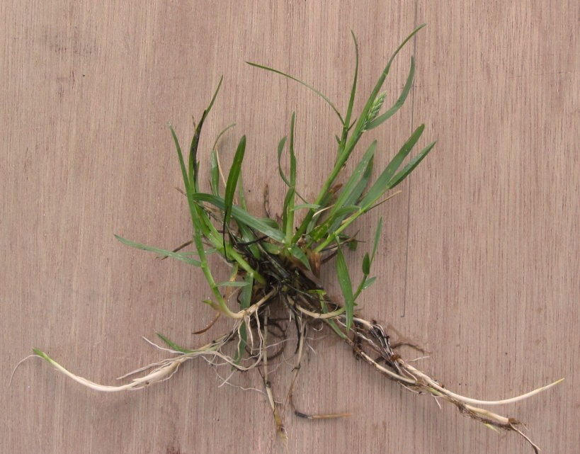 Green linear leaves and prostrate stems