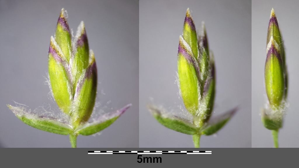 Spikelets