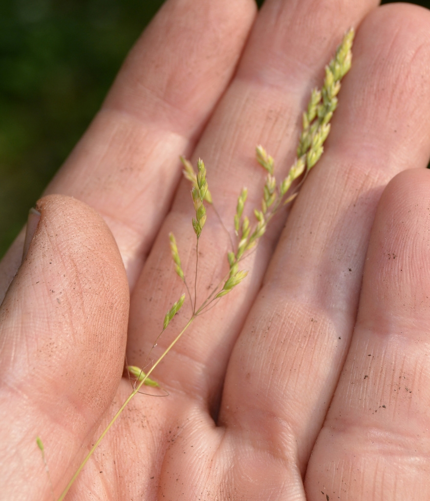 Seed head in June