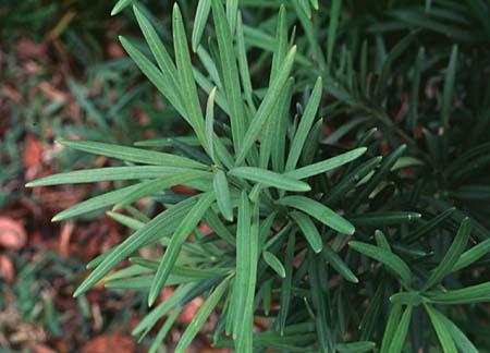 Podocarpus macrophyllus