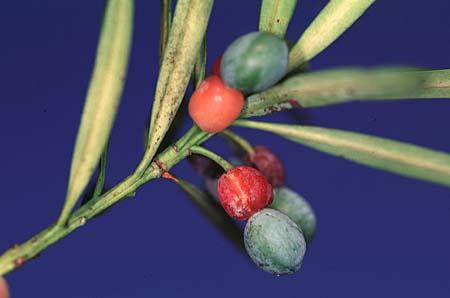 Podocarpus macrophyllus