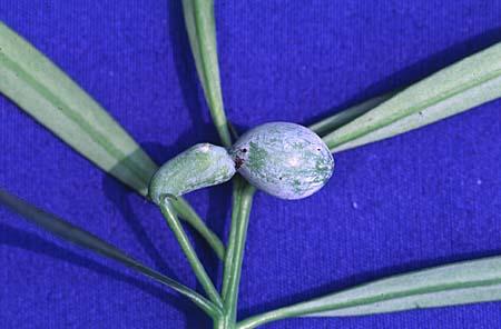 Podocarpus macrophyllus