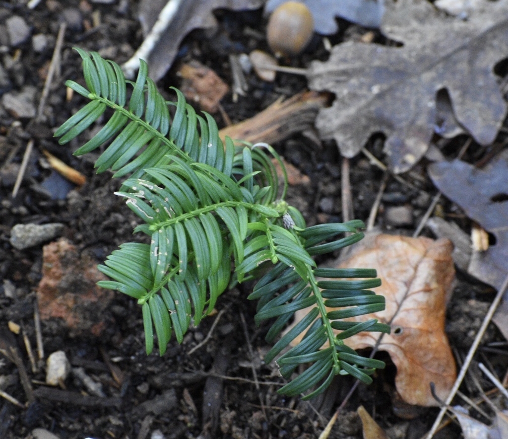 Seedling - Wake Co., NC