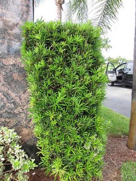 Podocarpus macrophyllus