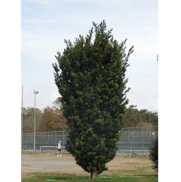 Podocarpus macrophyllus
