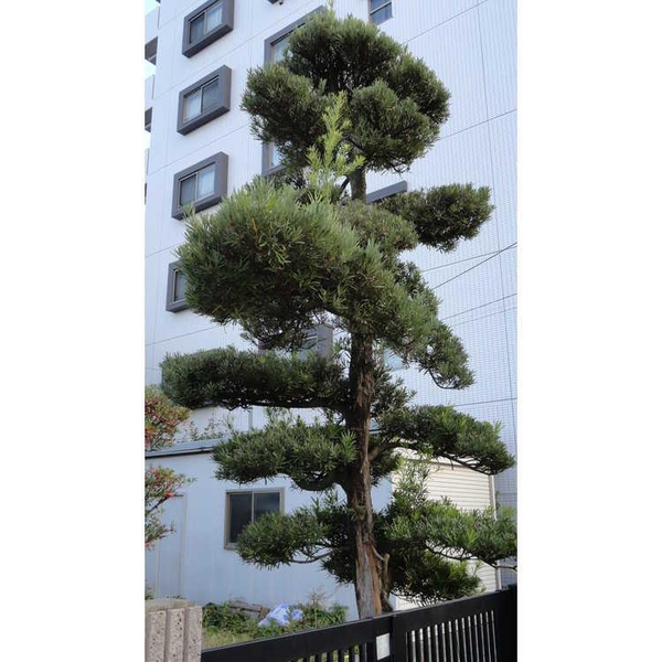Podocarpus macrophyllus