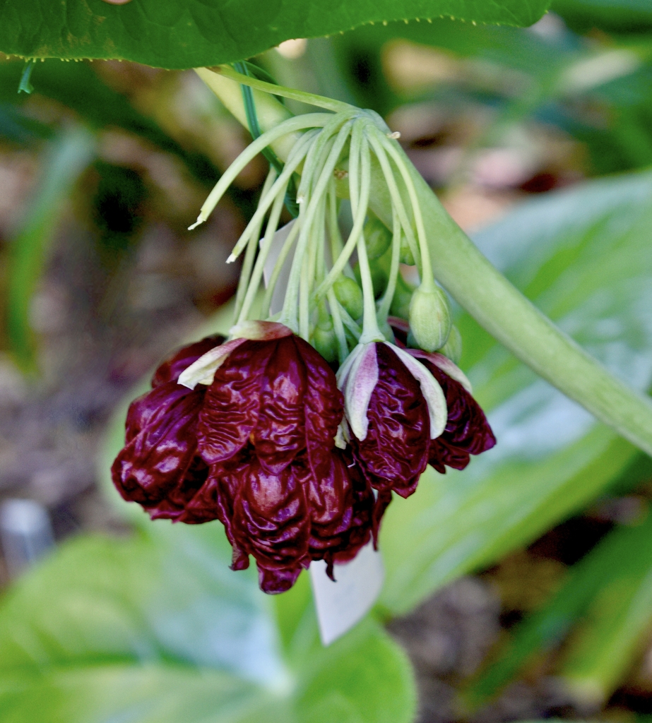 nodding, waxy flowers that emerge from the leaf axils in spring