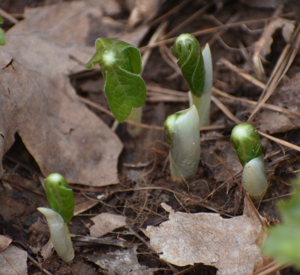 Emerging Early Spring Warren County NC