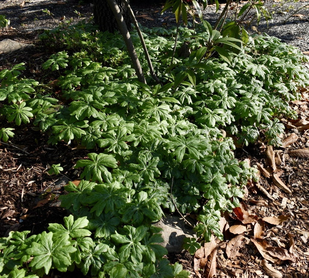 'Wagon Wheels' Form - Wake Co., NC