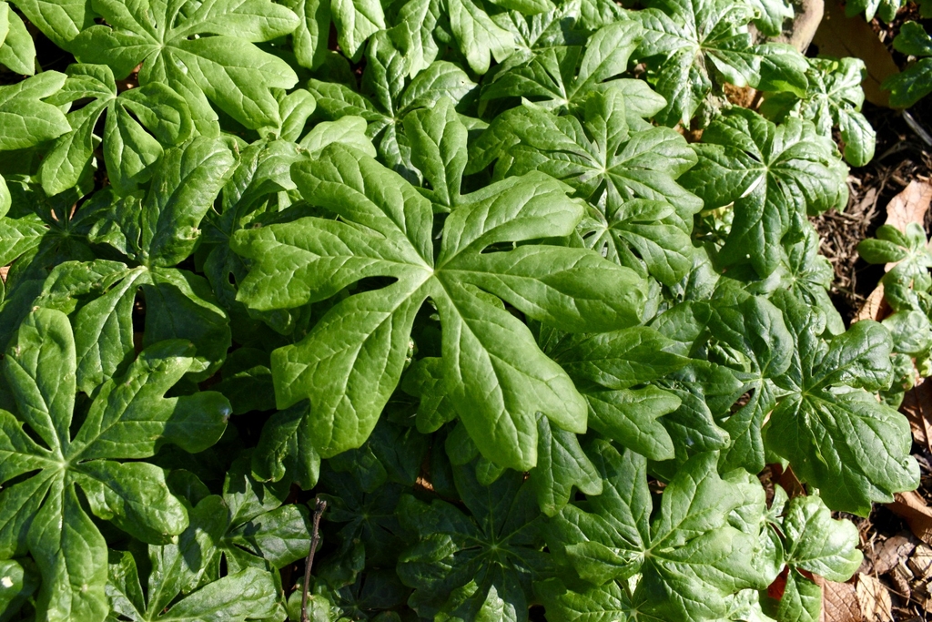 'Wagon Wheels' Leaves - Wake Co., NC