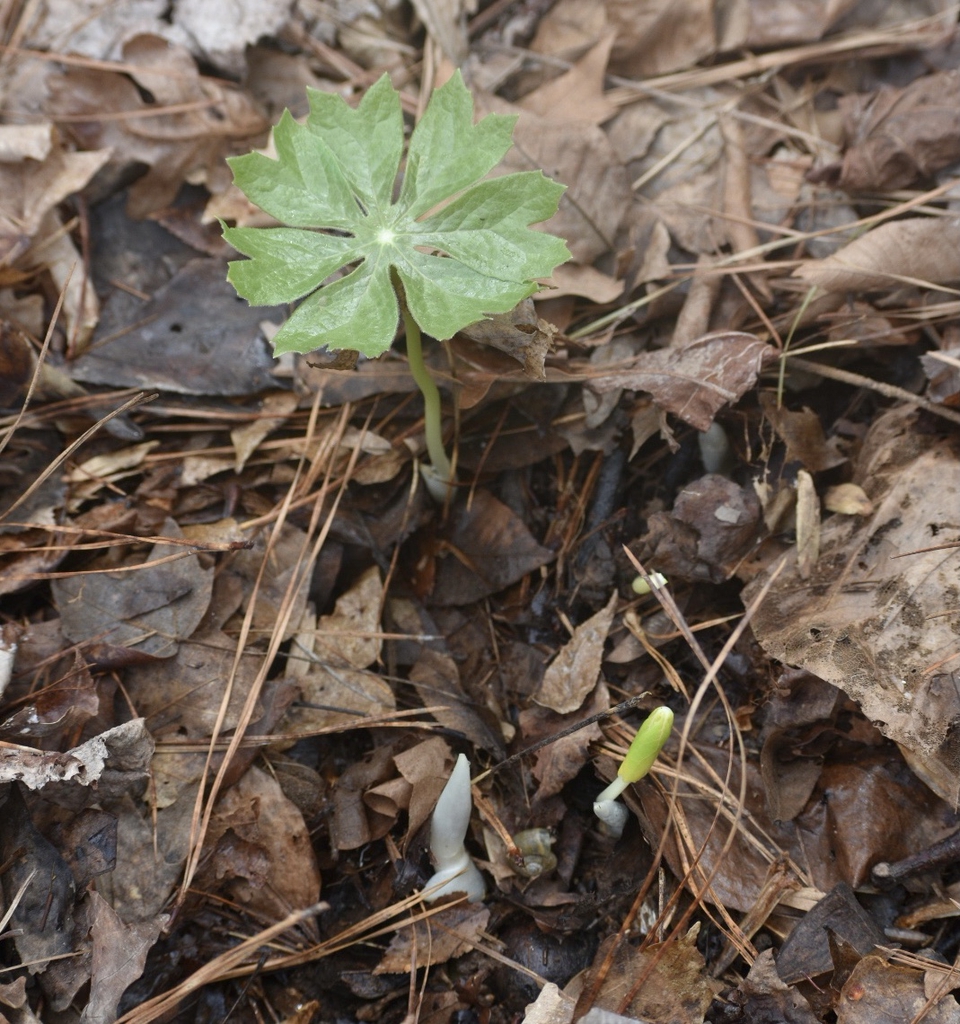 Emerging - Spring - Warren Co., NC