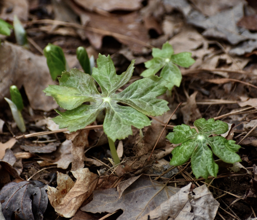 Leaves Early Spring Warren County