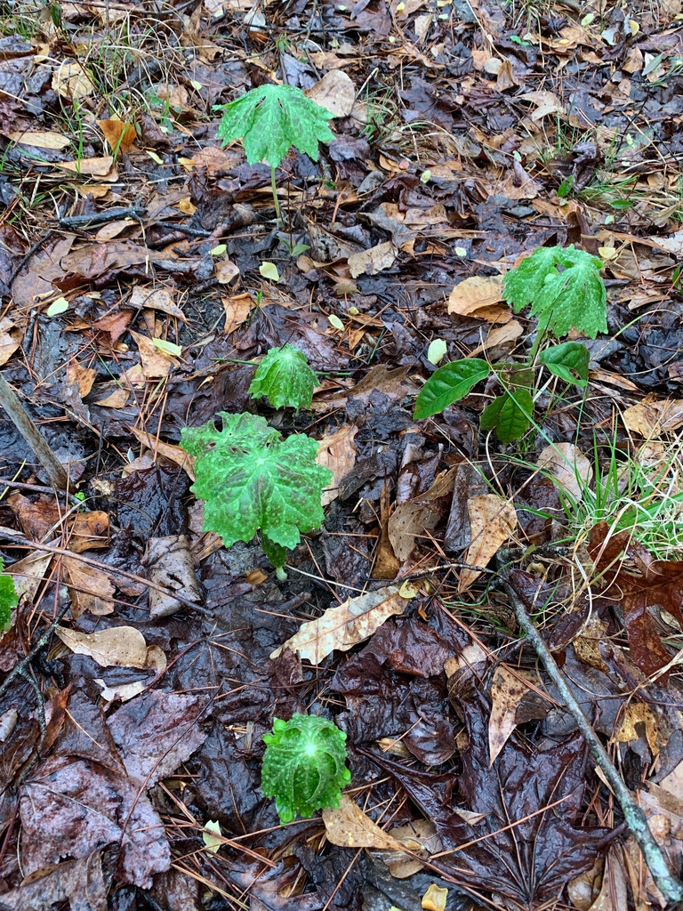 Podophyllum peltatum