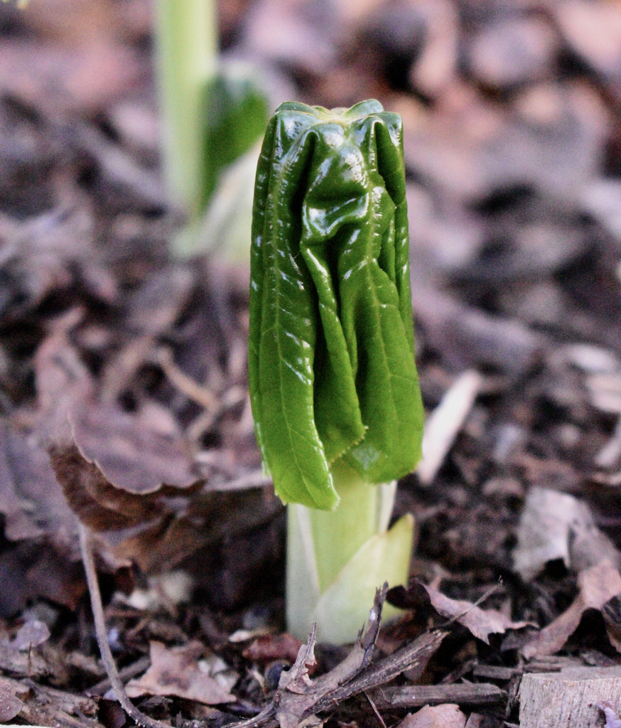 Podophyllum pleianthum