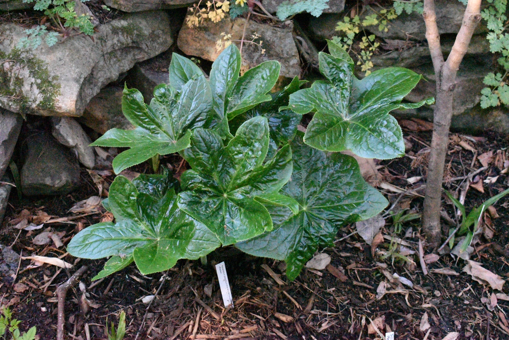 'Snowfall' - Form - Wake Co., NC