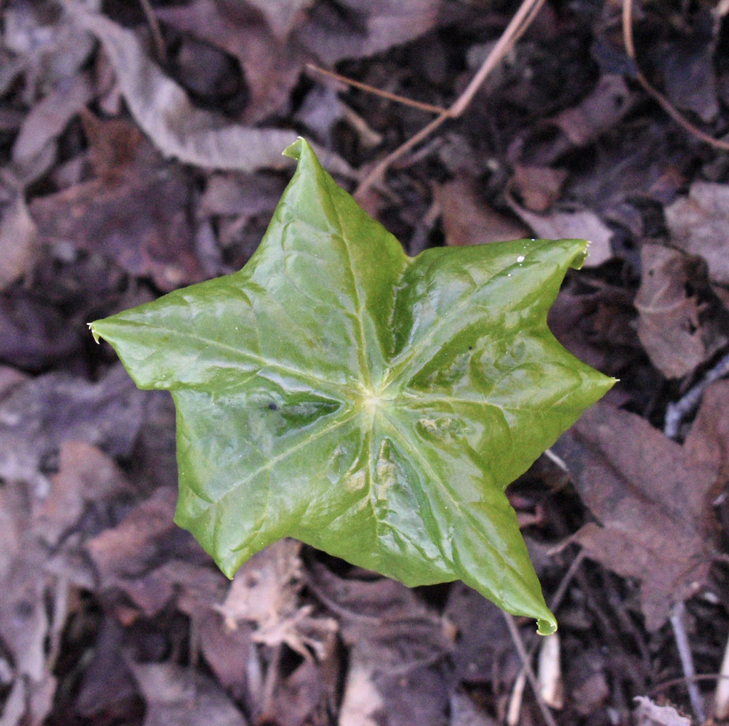 Podophyllum pleianthum