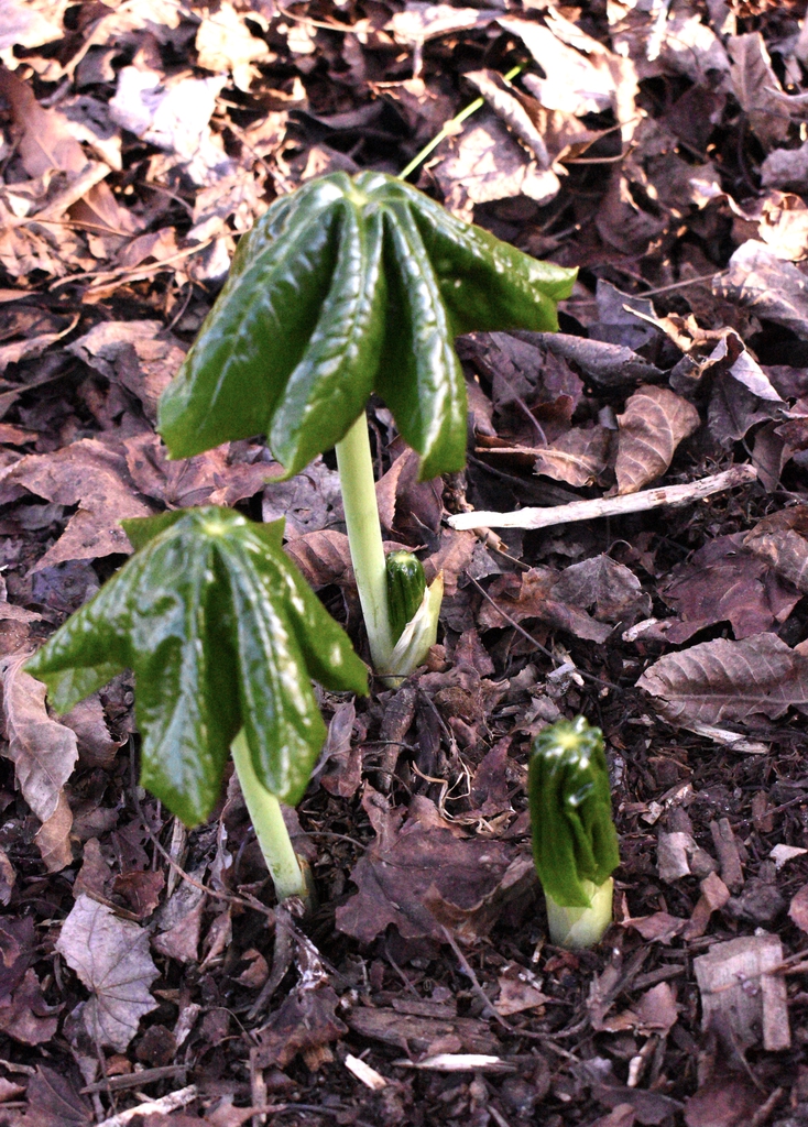 Podophyllum pleianthum