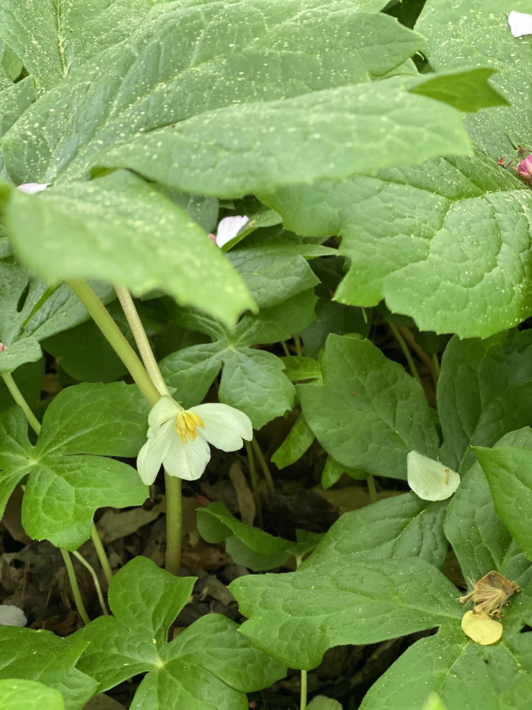 Podophyllum peltatum
