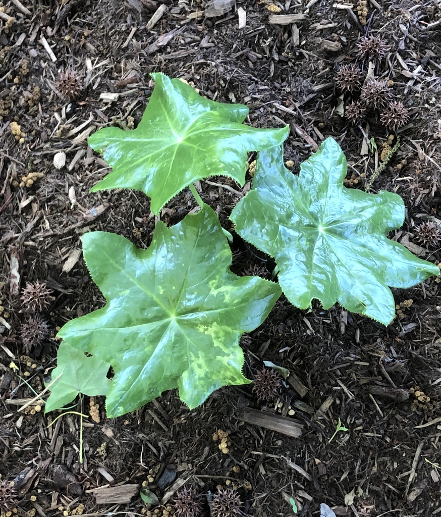 Podophyllum pleianthum