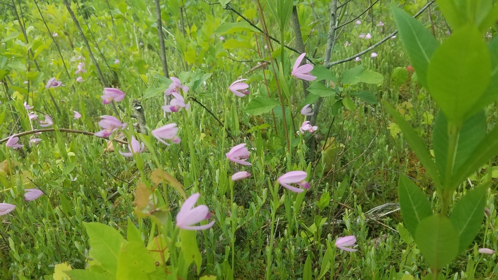 Native habitat