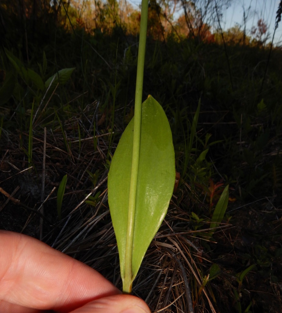 Leaf and stem