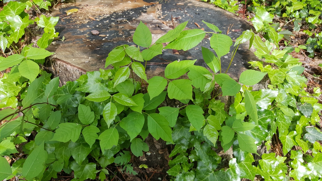 poison ivy