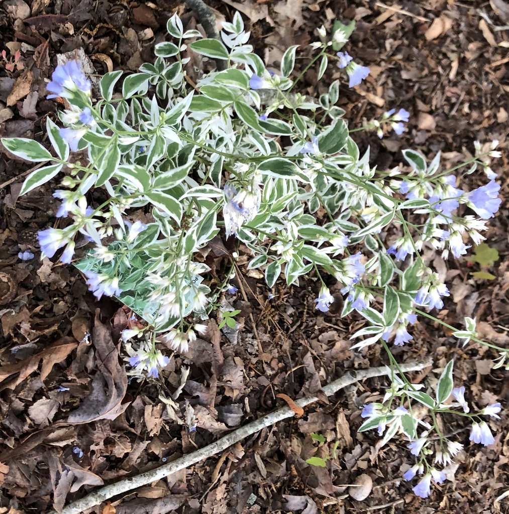 Polemonium reptans