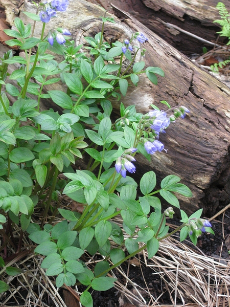 Polemonium reptans