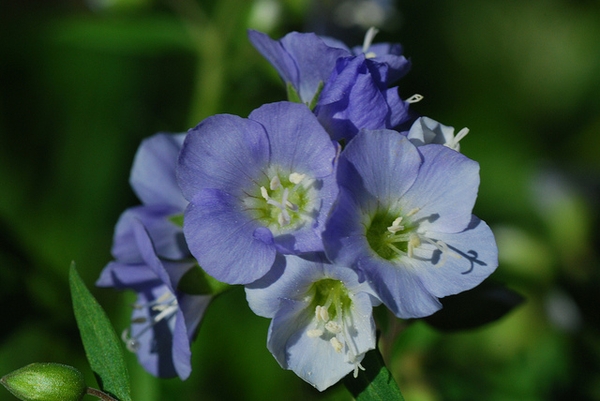 Polemonium reptans