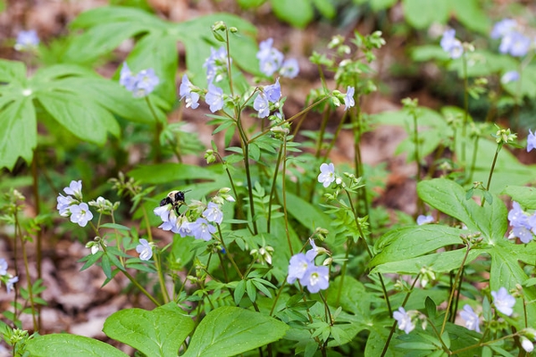 Polemonium reptans