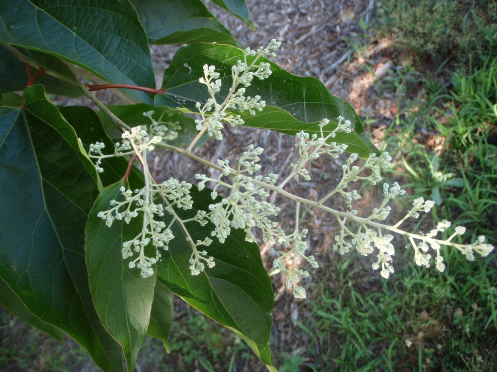 Poliothyrsis sinensis
