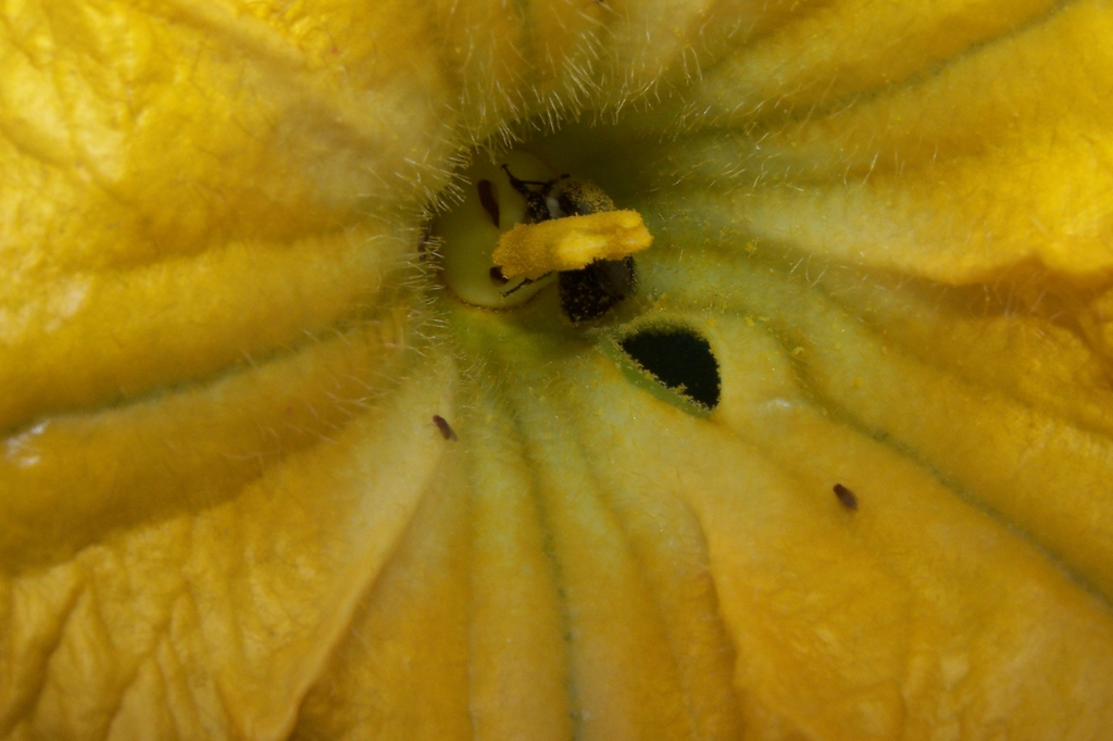 Cucurbita moschata