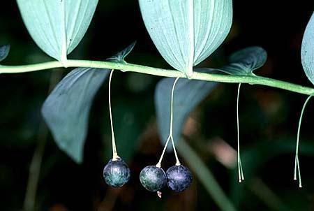 Polygonatum spp.