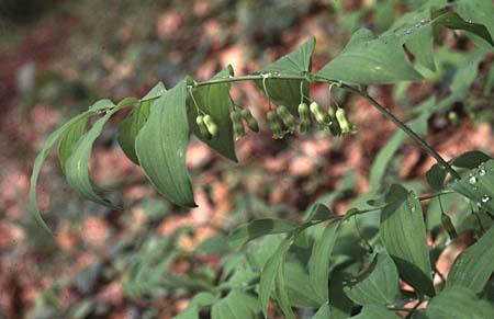 Polygonatum spp.