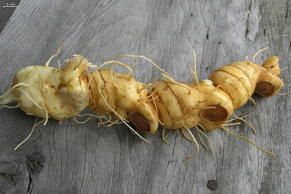 Tannish rhizome