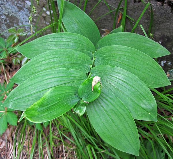 Green leaves on a single plain