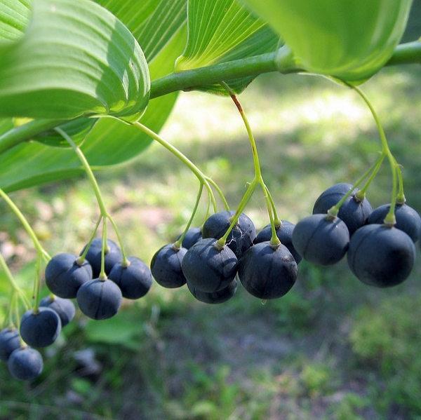 Dangling purple berries