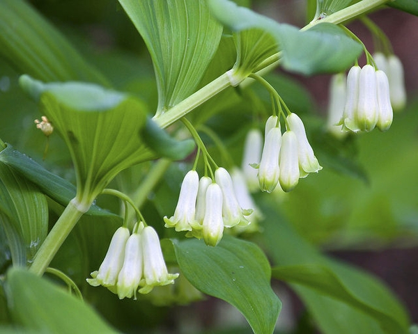 Dangling white bell-shaped flowers in leaf axils