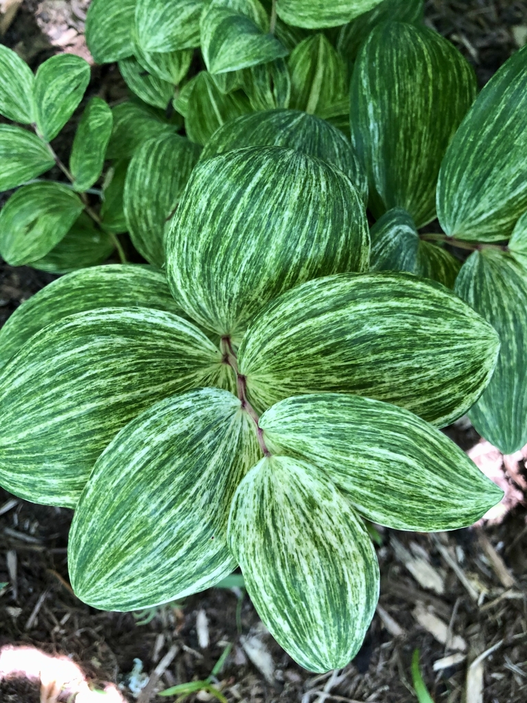 Leaves - May 19 - Wake Co., NC
