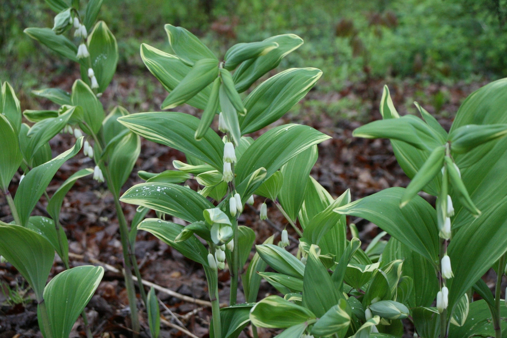 Close-up of leaves