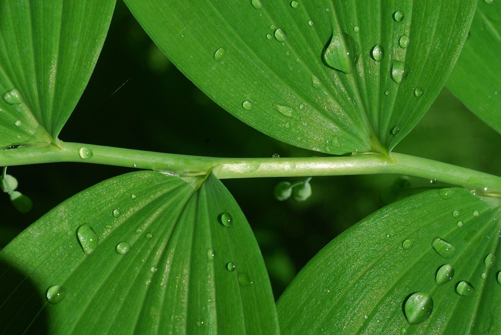 Leaf arrangement is alternate