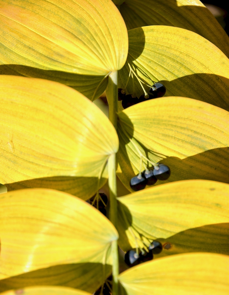 Yellow fall Leaf Color