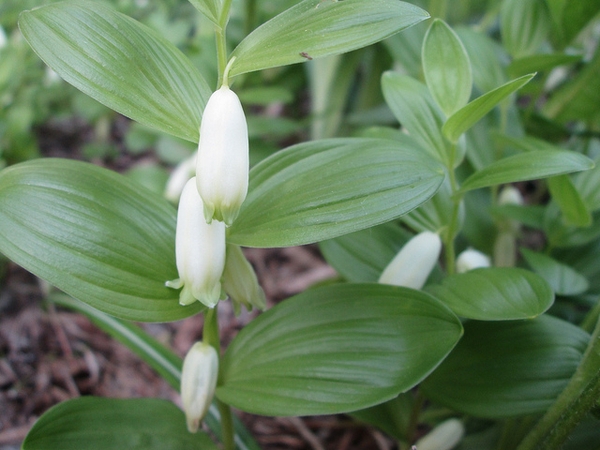 Polygonatum humile
